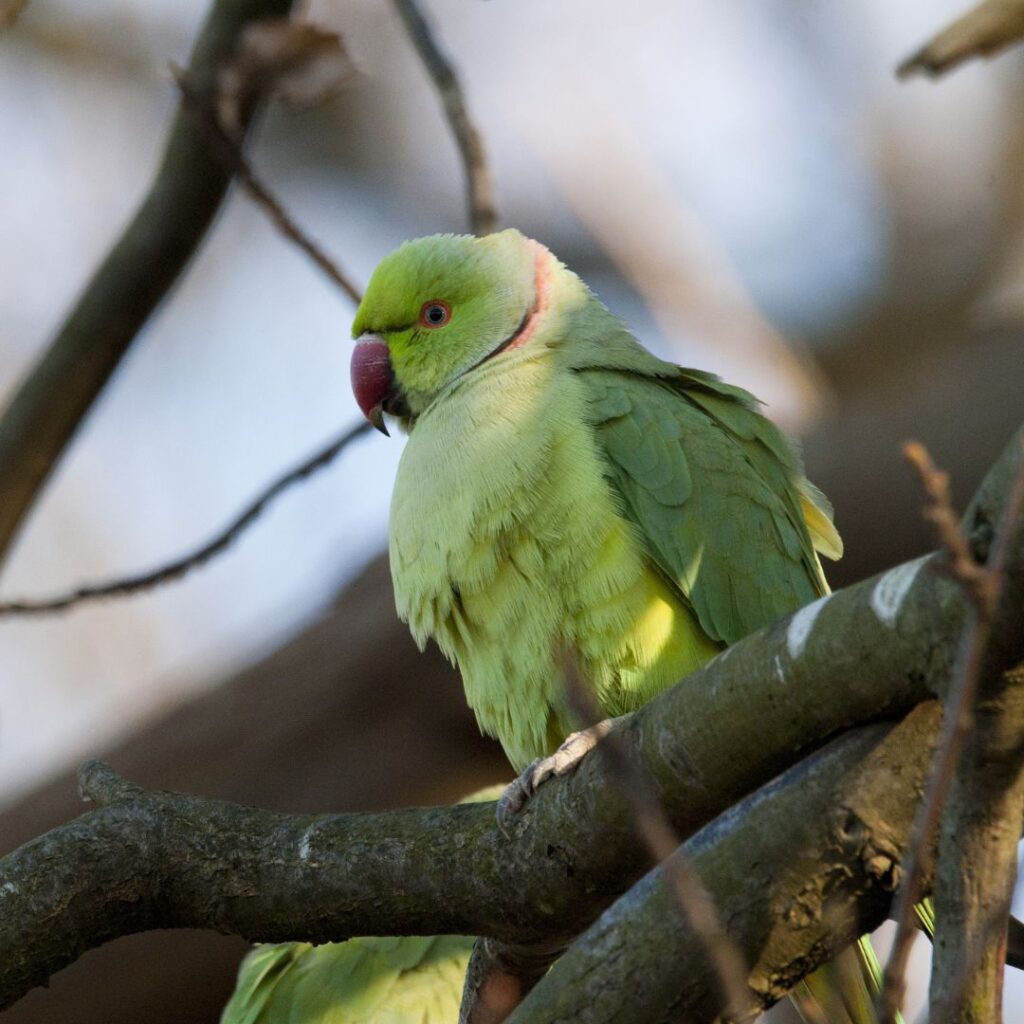 Can Parrots Eat Lettuce?