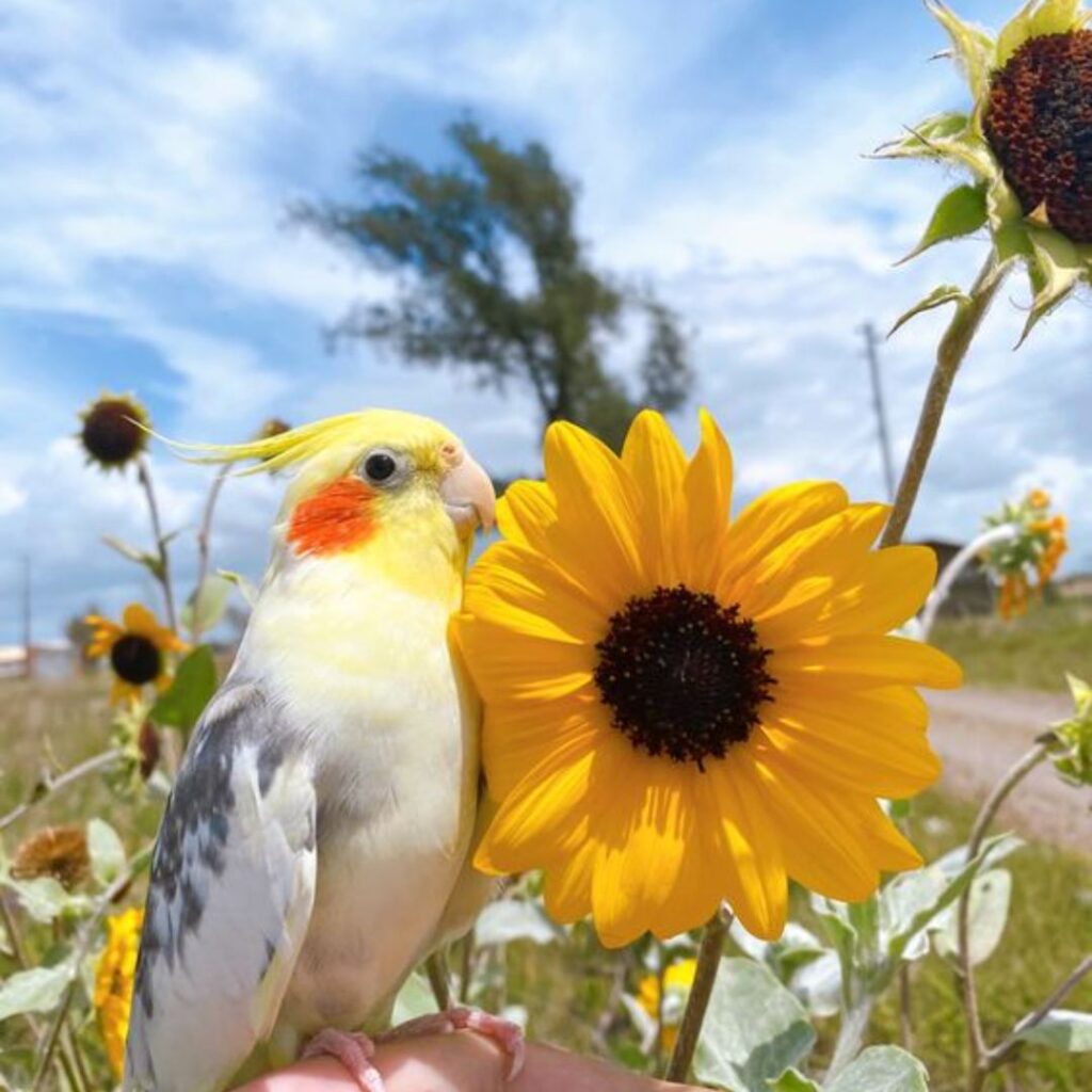 cockatiel next to a sunflower