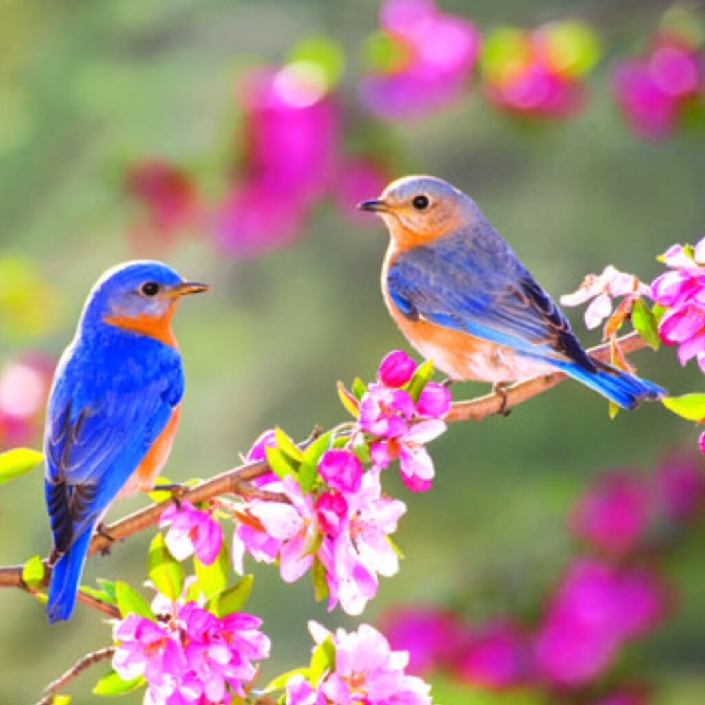 two birds resembles blue robins sitting on a sakura branch