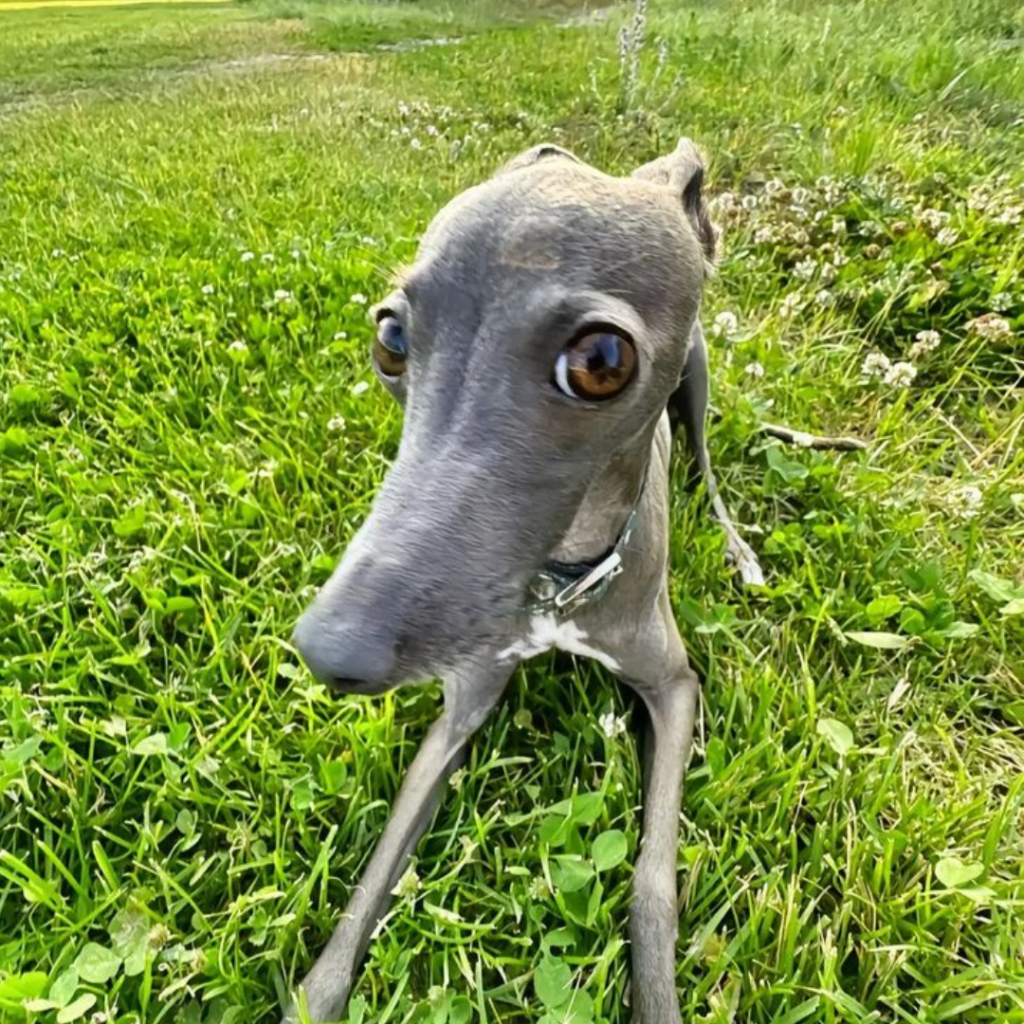 A grey dog sitting in the grass