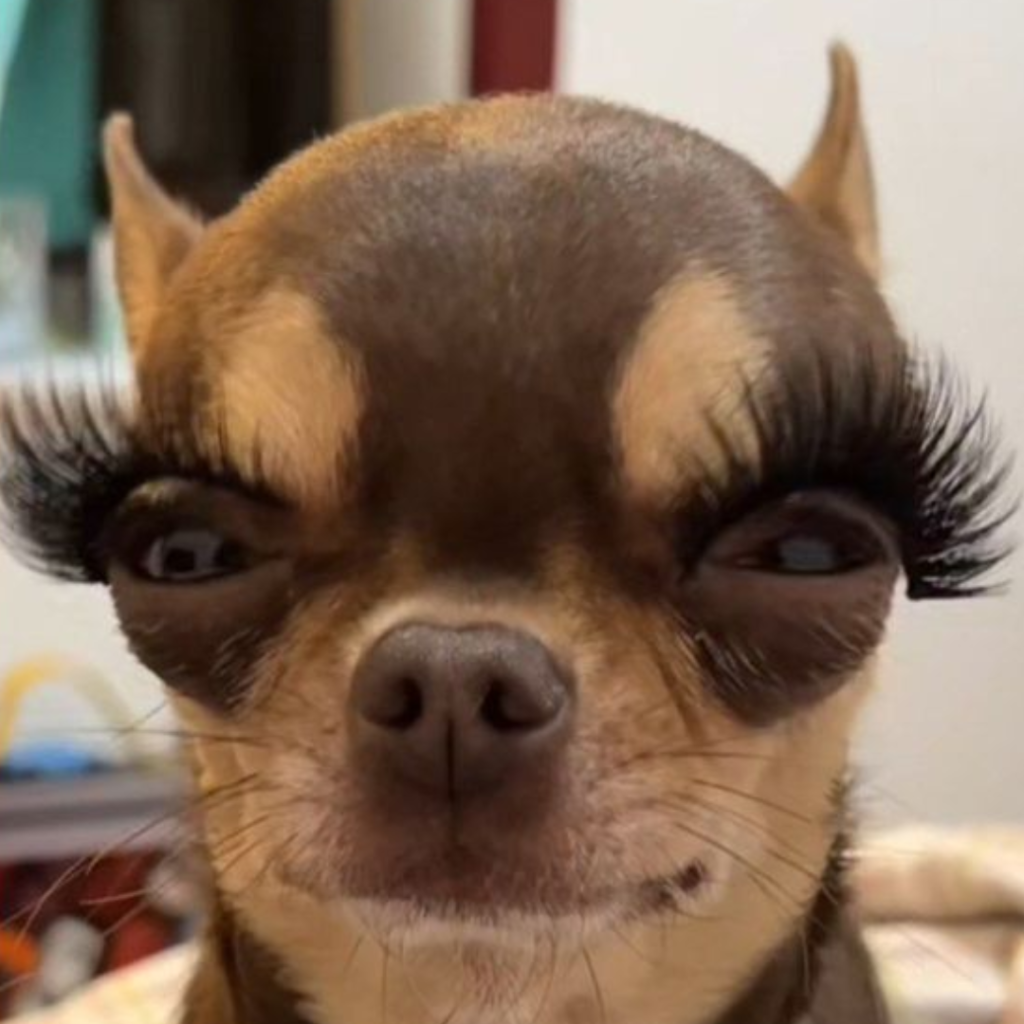 A small chihuahua with long eyelashes on its face, looking adorable.