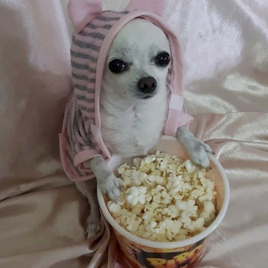 A small dog in a pink hoodie sits in a bucket of popcorn