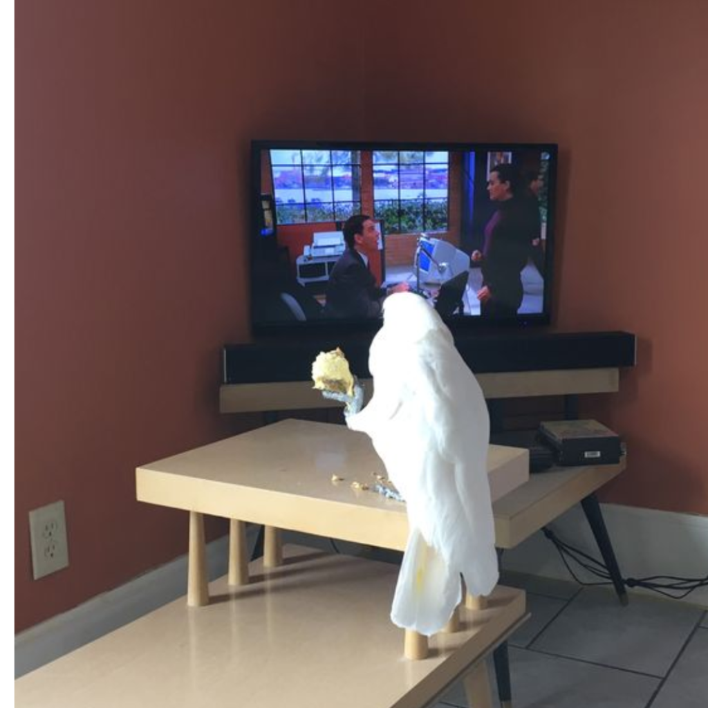 cockatoo eating snacks and watchimg tv