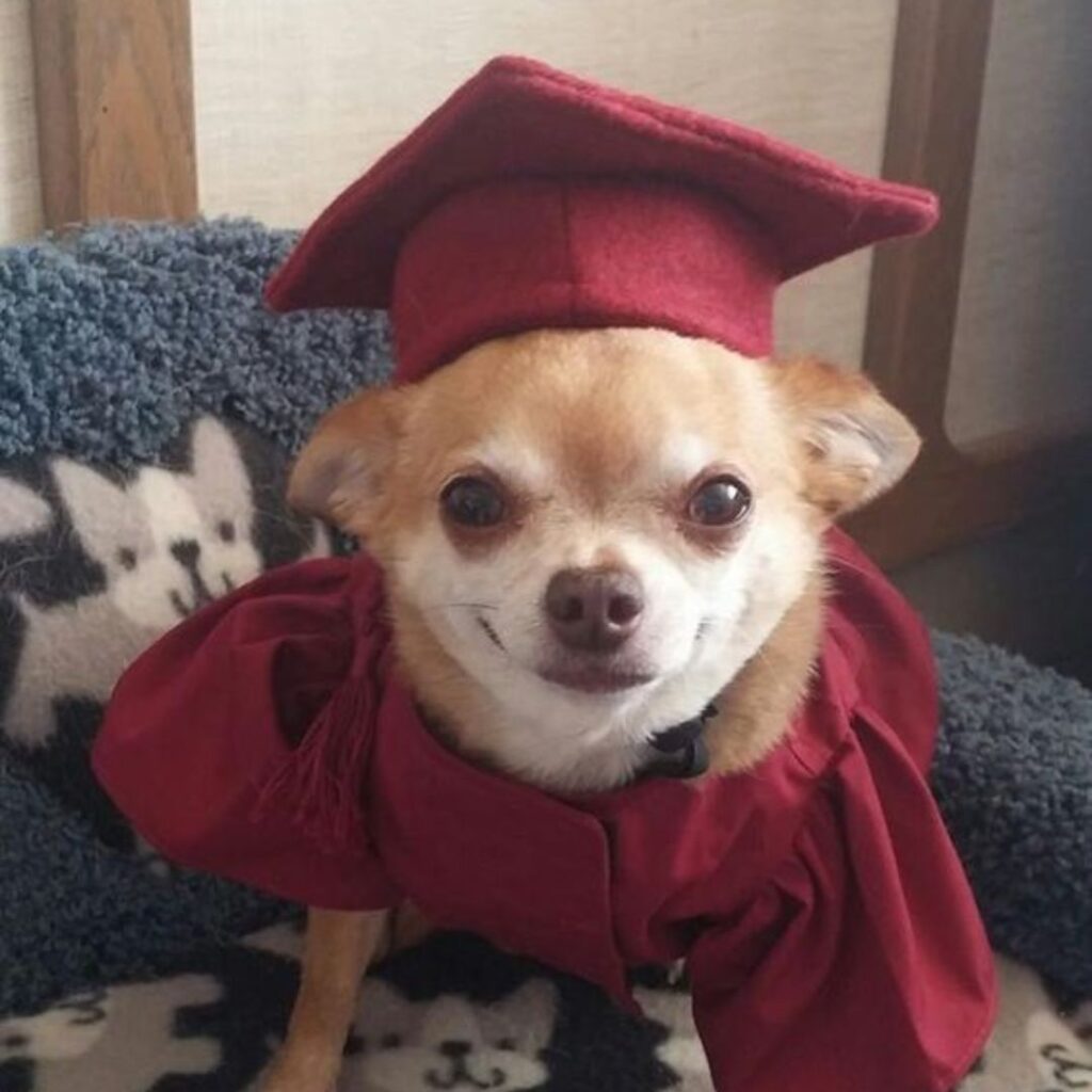 little dog wearing red gown and a graduation hat