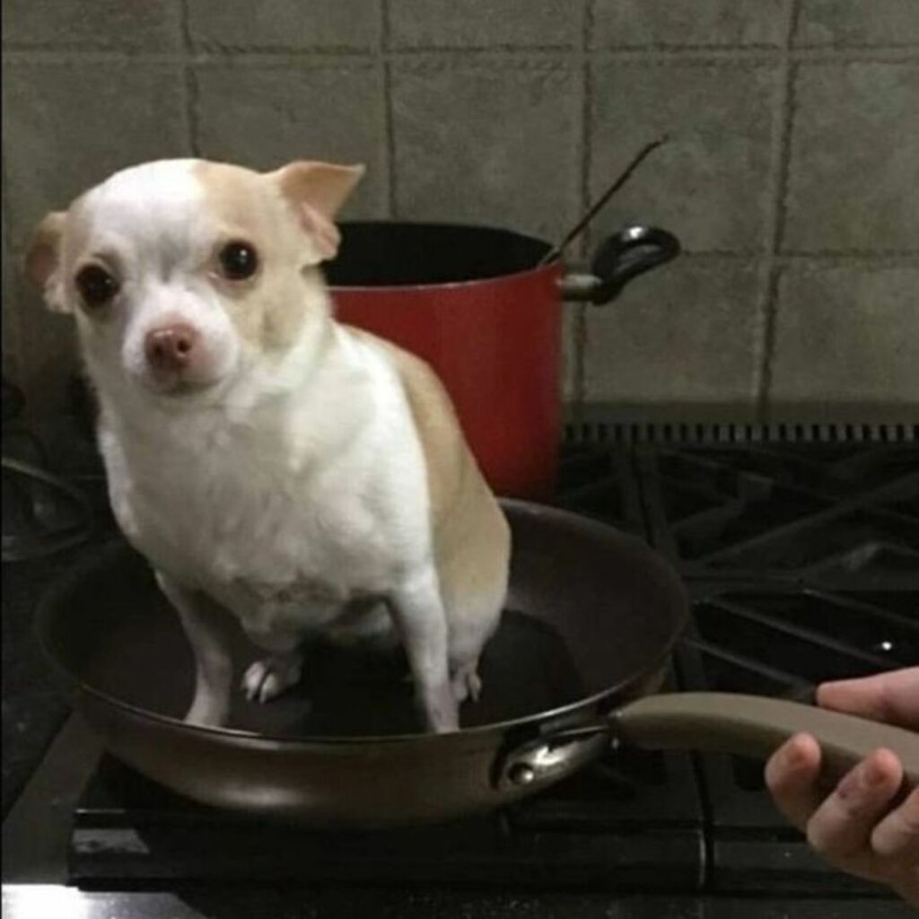 a dog sitting in a pan