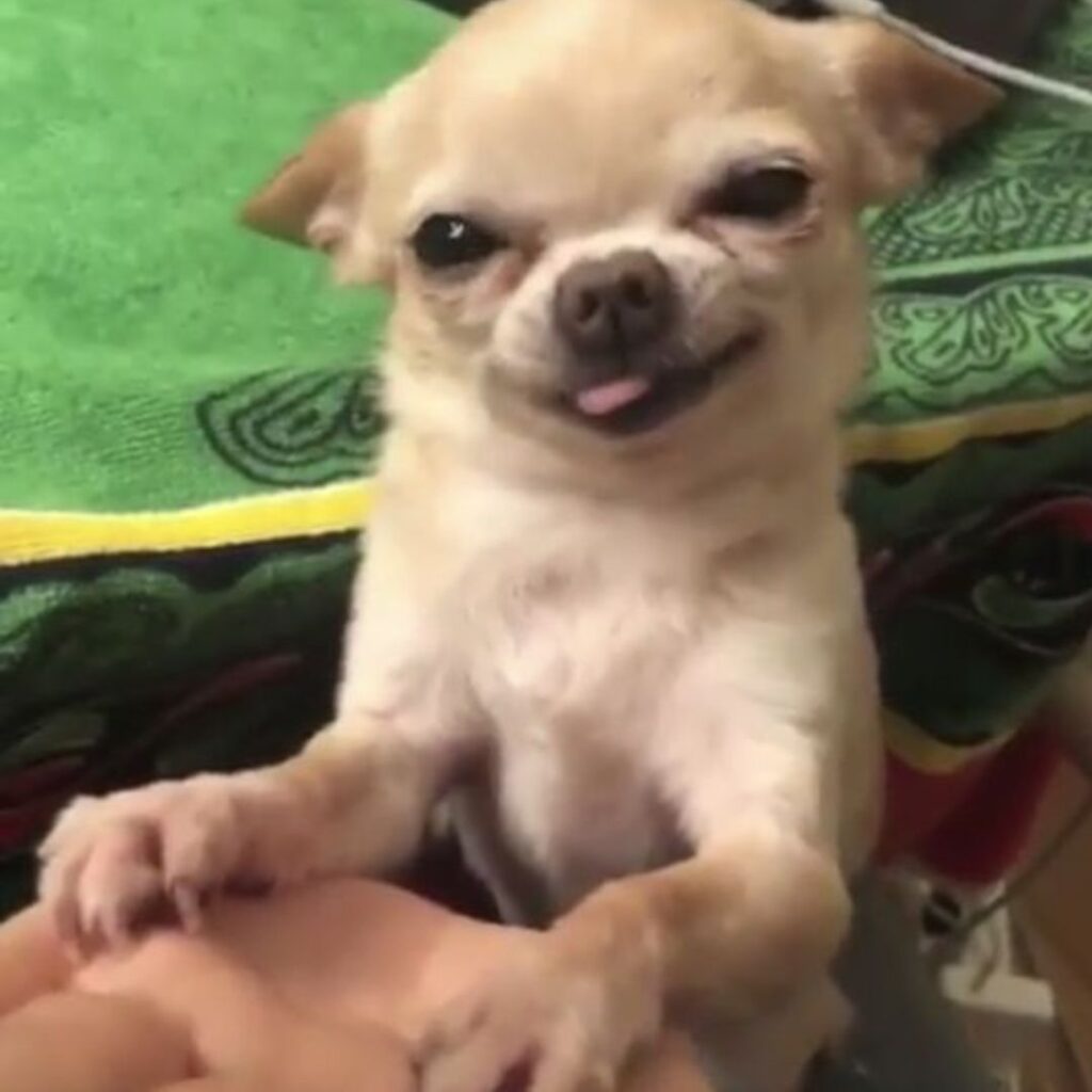 A small brown dog sitting on a person's hand.