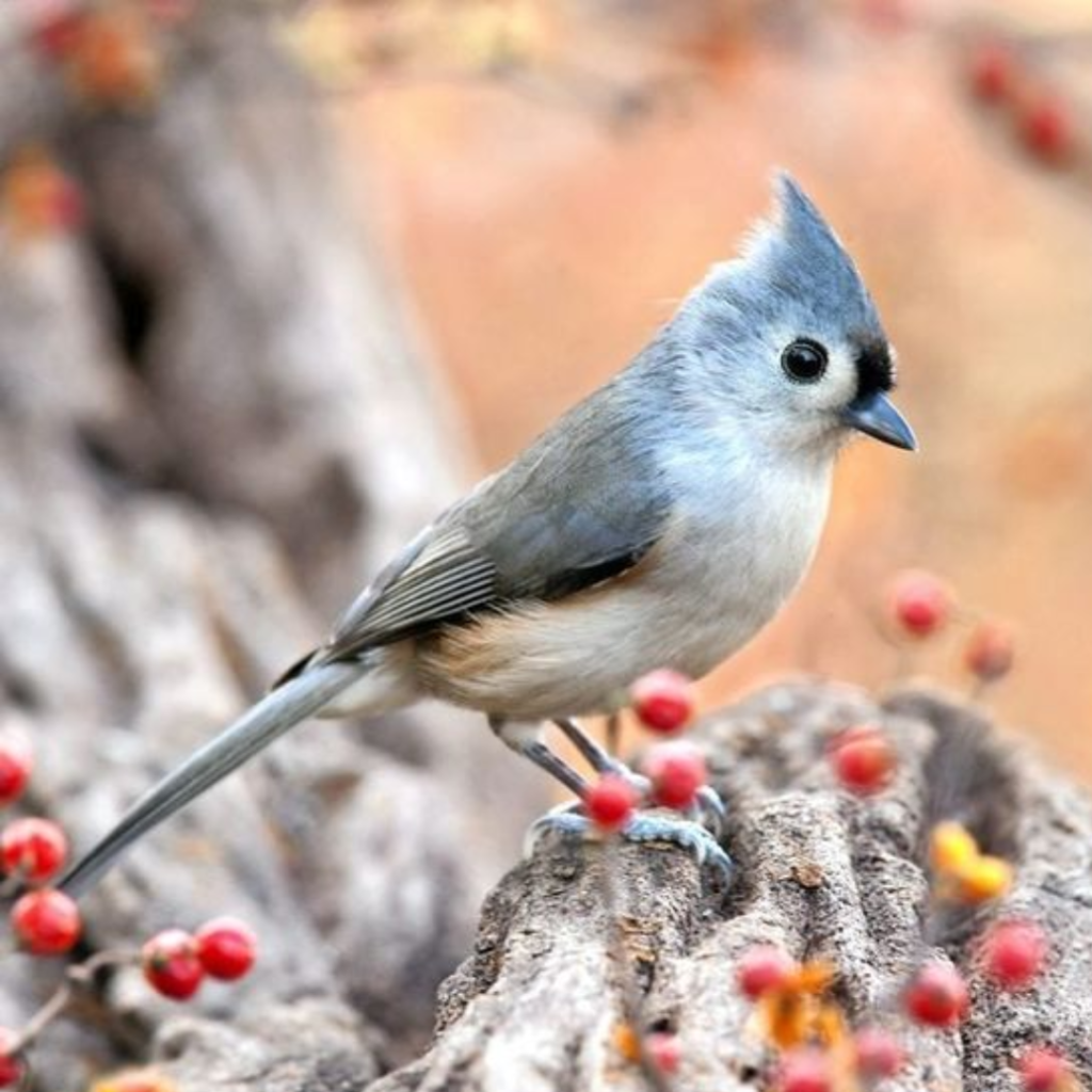 Tufted Titmouse wandering alone in mountains