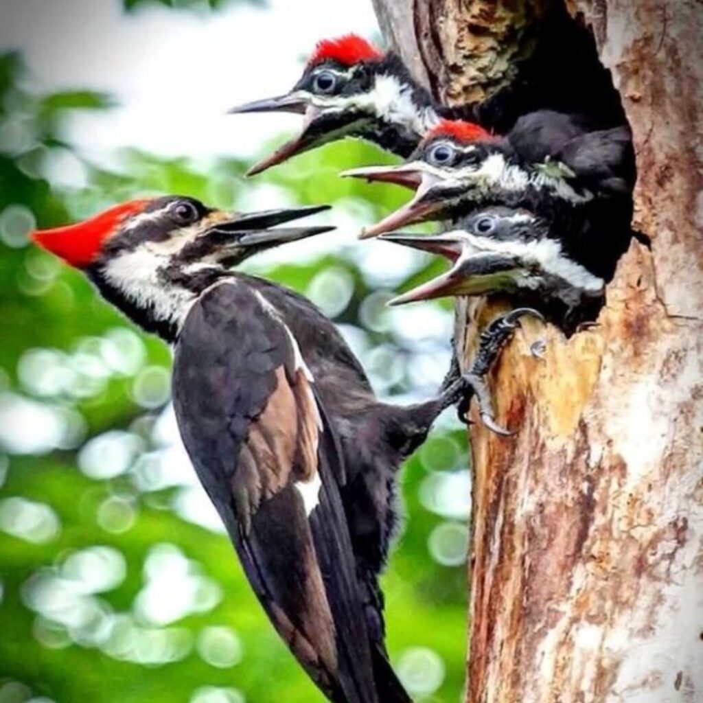 mama red-headed woodpecker feeding two chicks