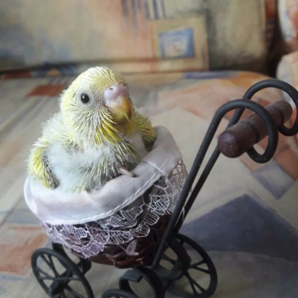 baby budgie in a parrots cart