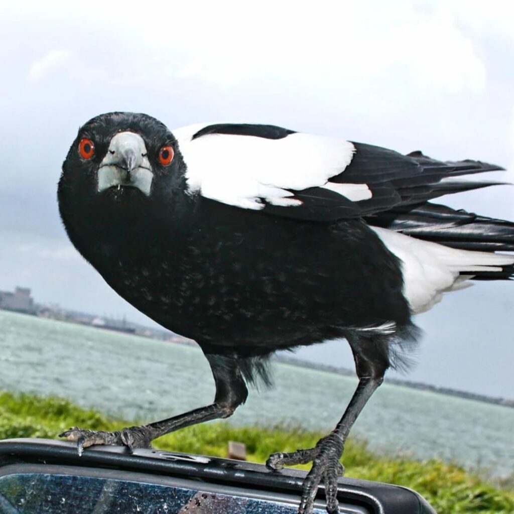 The Magpie looking at camera