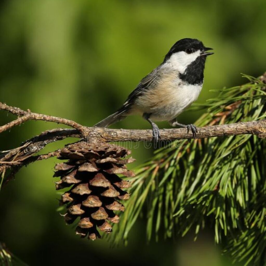 Carolina Chickadee wandering in wild