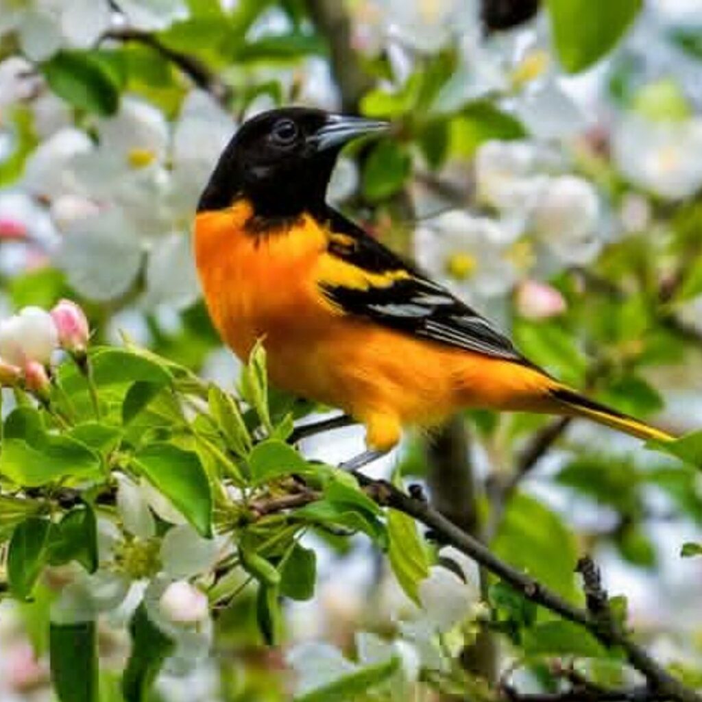 Baltimore Oriole sitting on a cherry tree