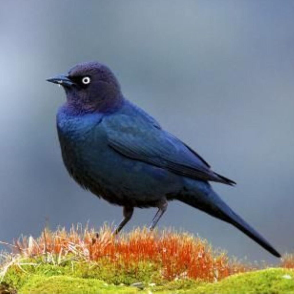 Brewer's Blackbird sitting on a pile of moss