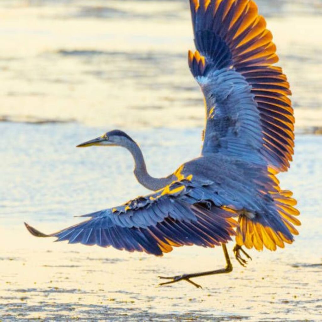 Great Blue Heron flying of shore