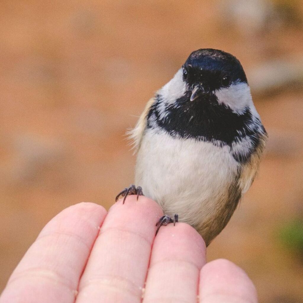 Black-capped Chickadee sitting on a mens hand