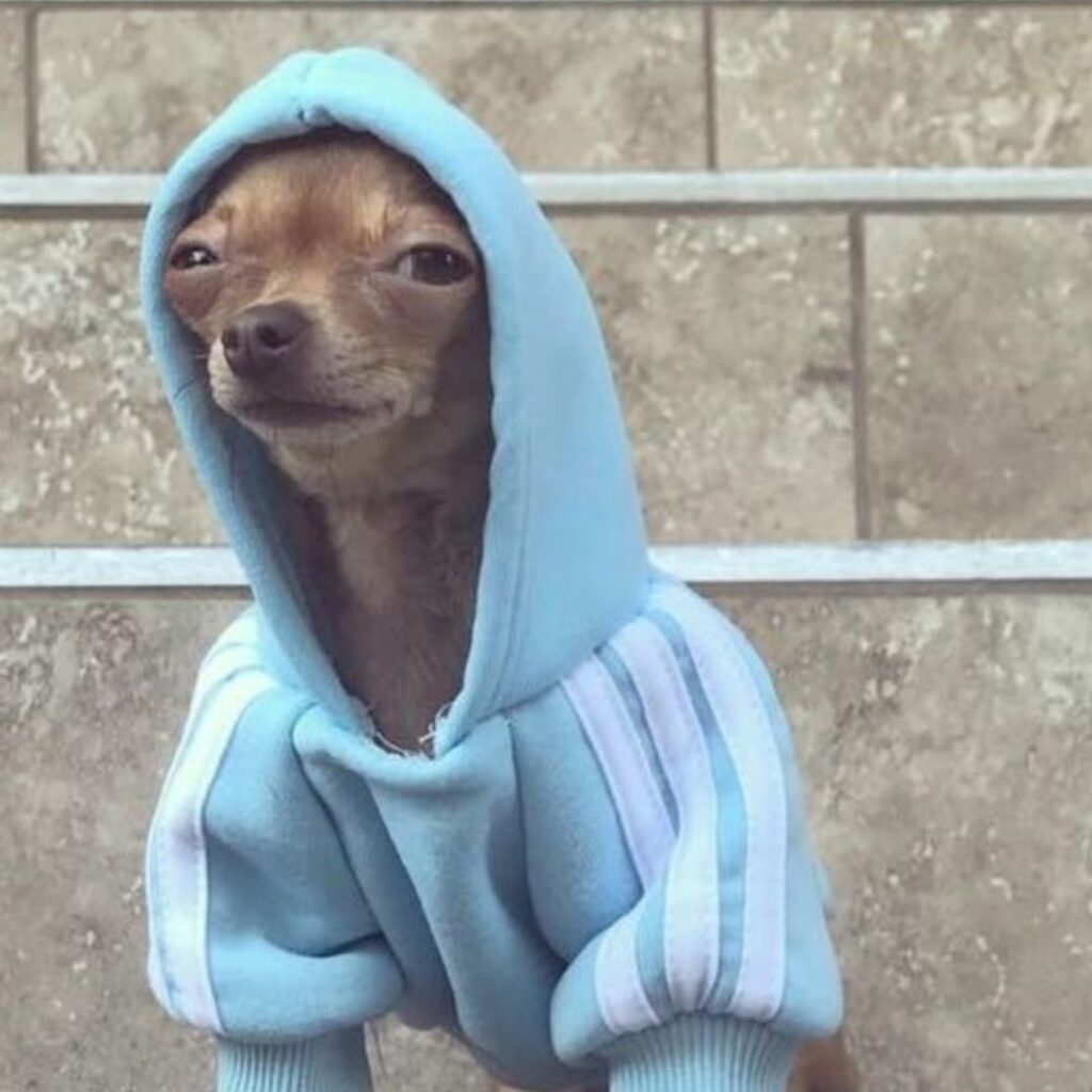 Tiny chihuahua wearing blue hoodie.