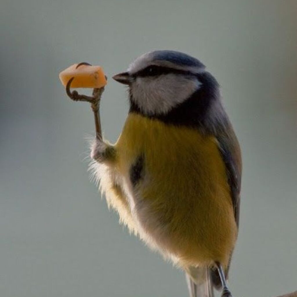 wild finch eating cheese