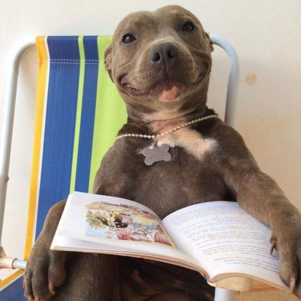 A canine relaxing in a chair, focused on a book.