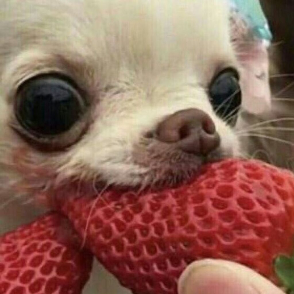 A small dog happily munching on a strawberry.