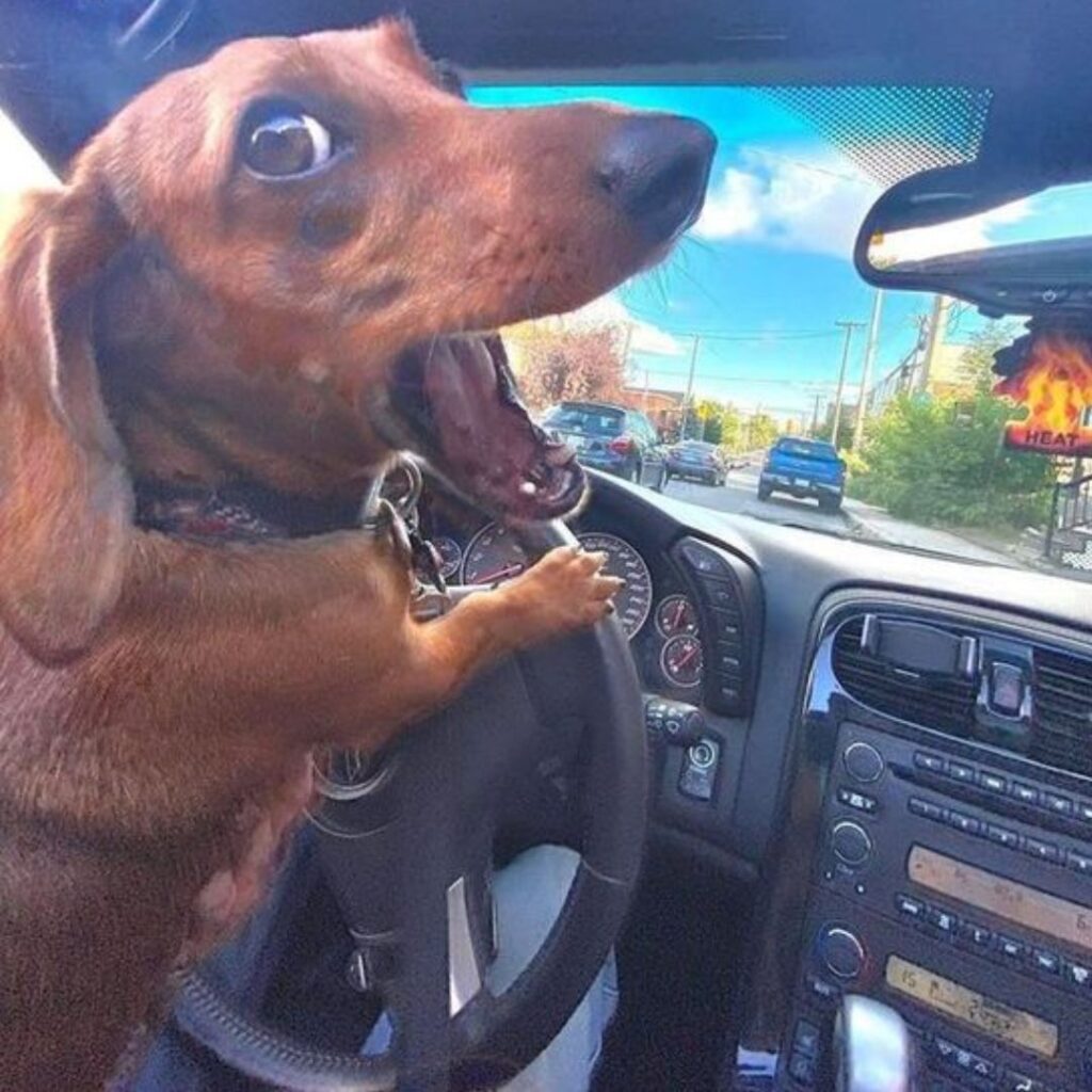 A dog sitting in the driver's seat of a car, looking out the window eagerly.
