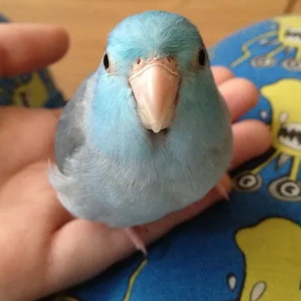 blue parrotlet watching at camera