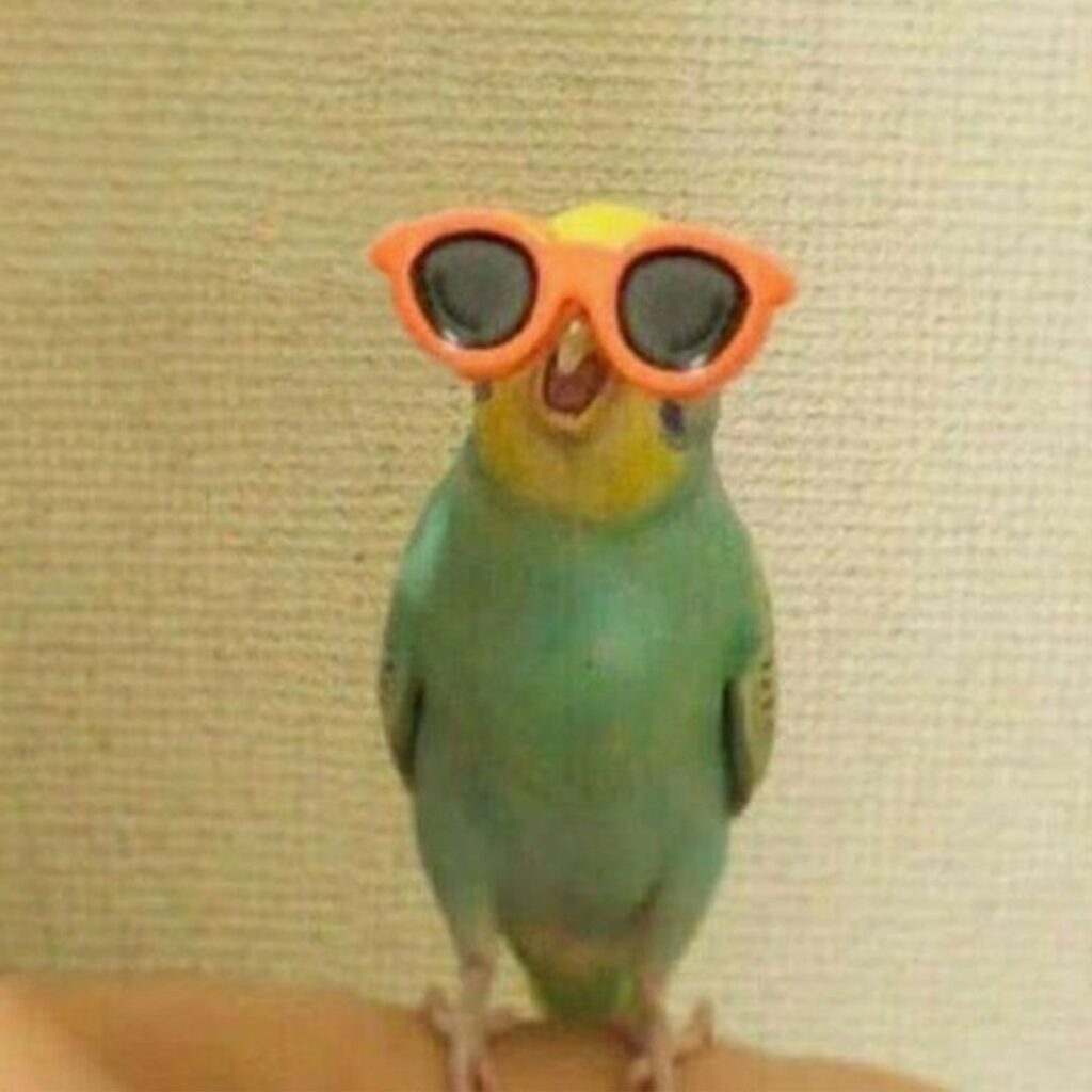 budgie wearing sunglasses