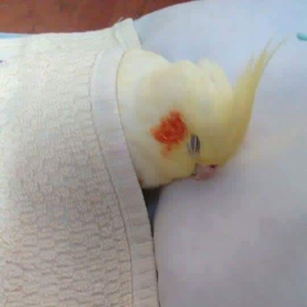 cockatiel sleeping on bed