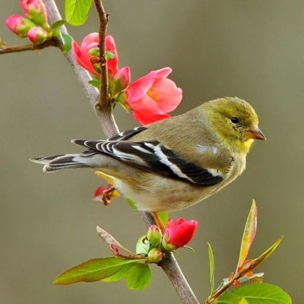 Backyard Birds of Maryland