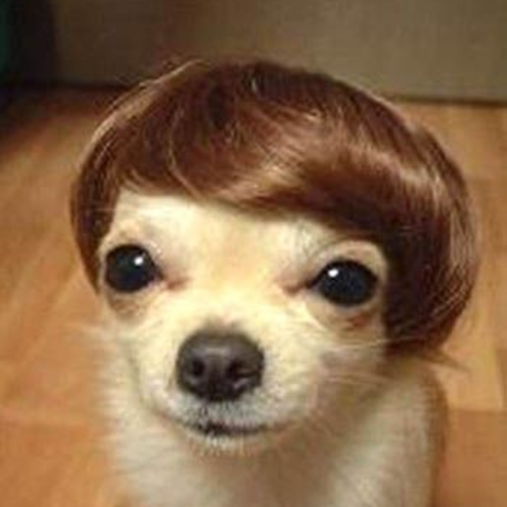 Cute dog with a wig on its head, making a playful expression.