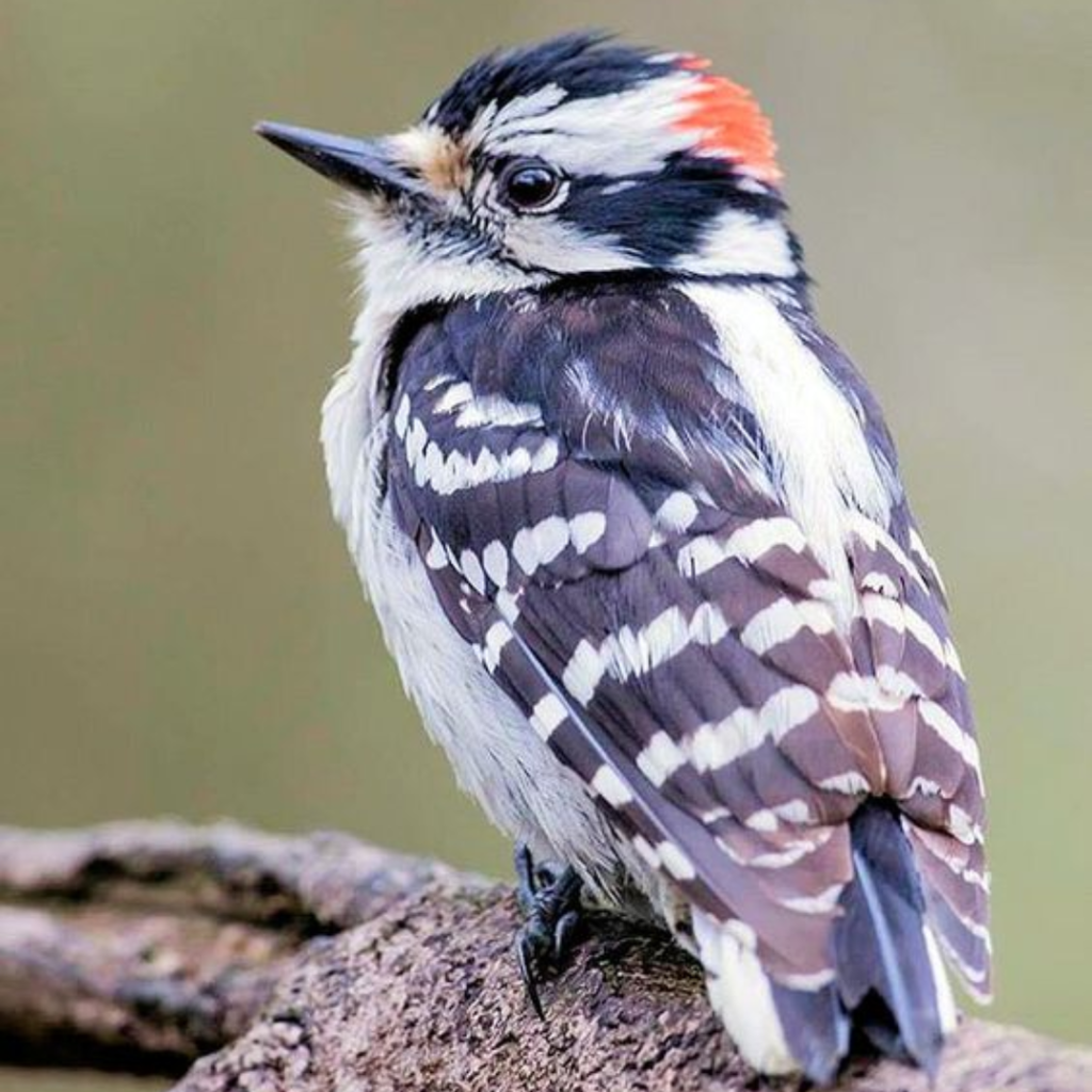 baby Downy Woodpecker sitting on a rock