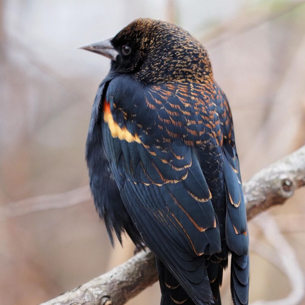 Common Blackbird with beautiful wings standing alone on branch