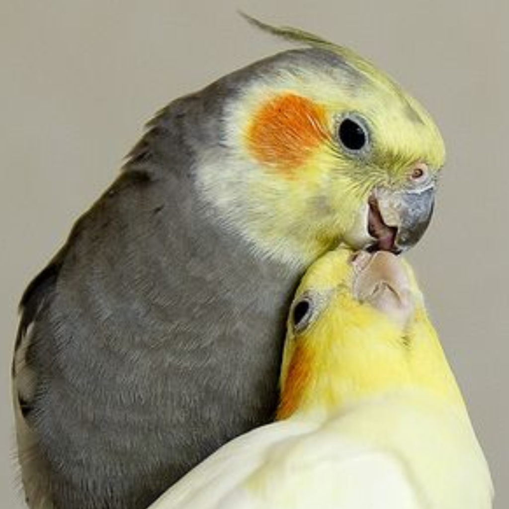 cockatiel couple kissing