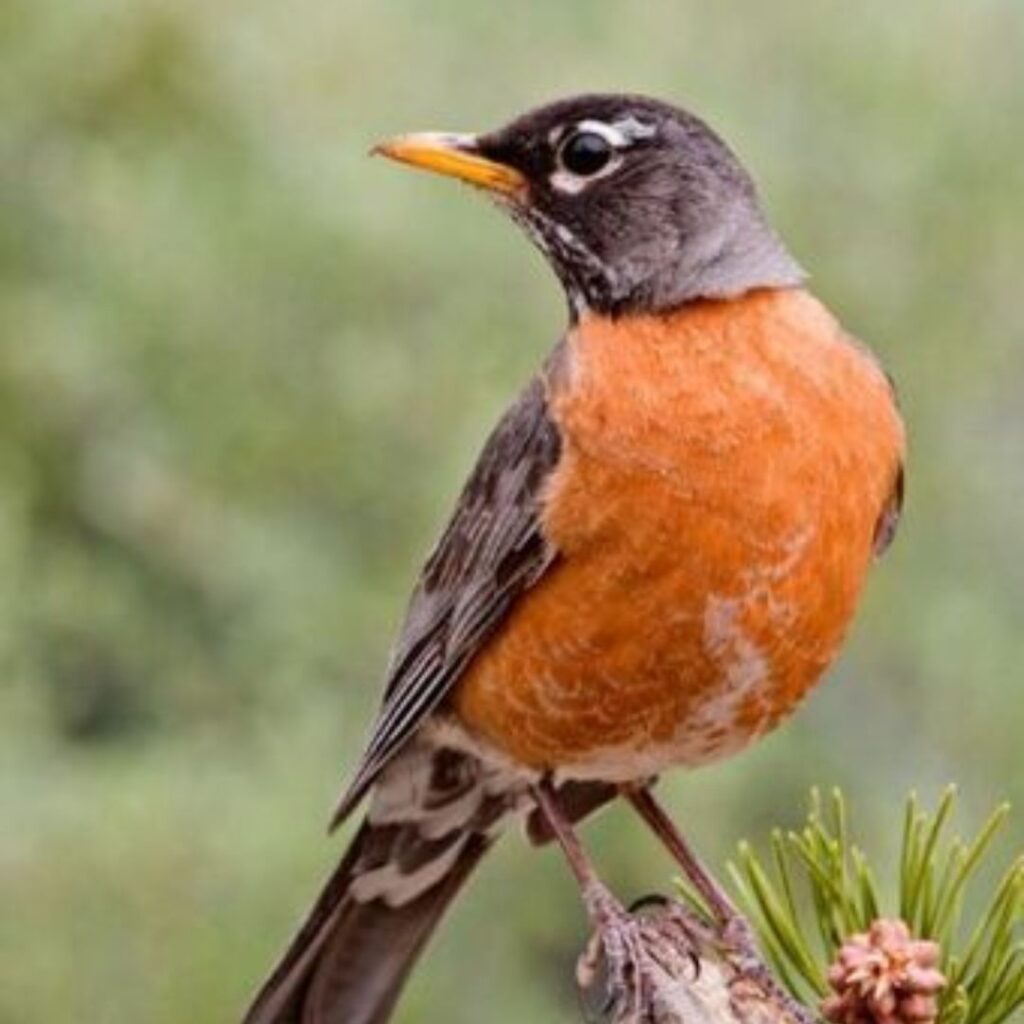 American Robin sitting calmly in woods