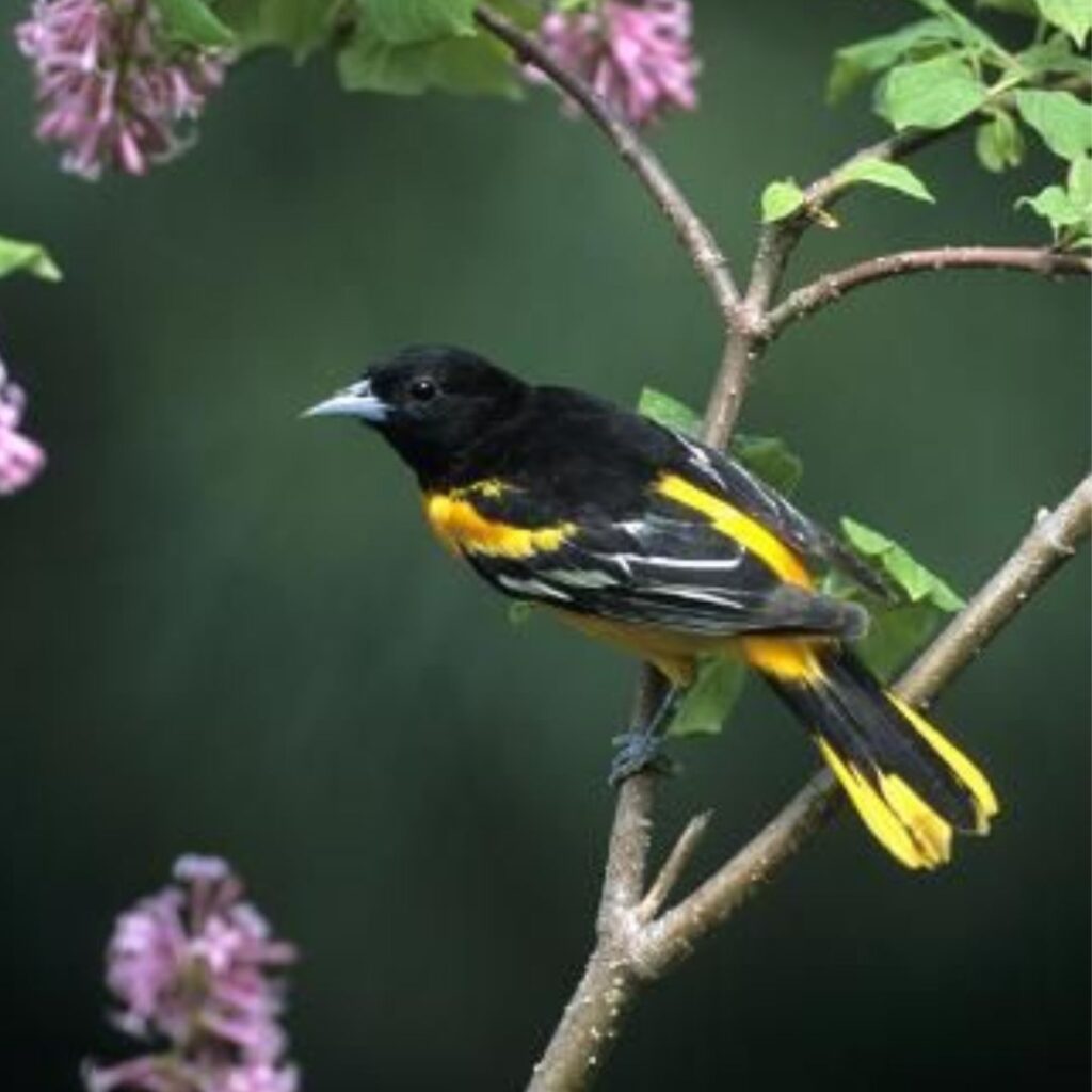 Baltimore Oriole Male on Lilac Bush