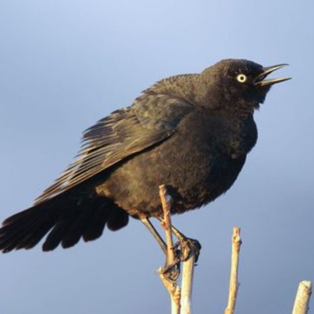 Rusty Blackbird looking for food