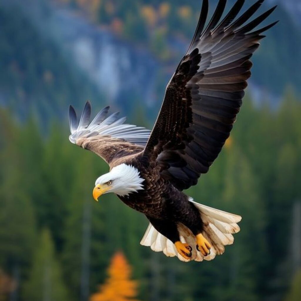 Bald Eagle looking for a prey