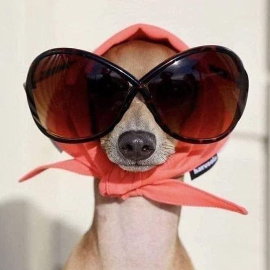 A stylish dog wearing sunglasses and a red scarf, looking cool and fashionable.