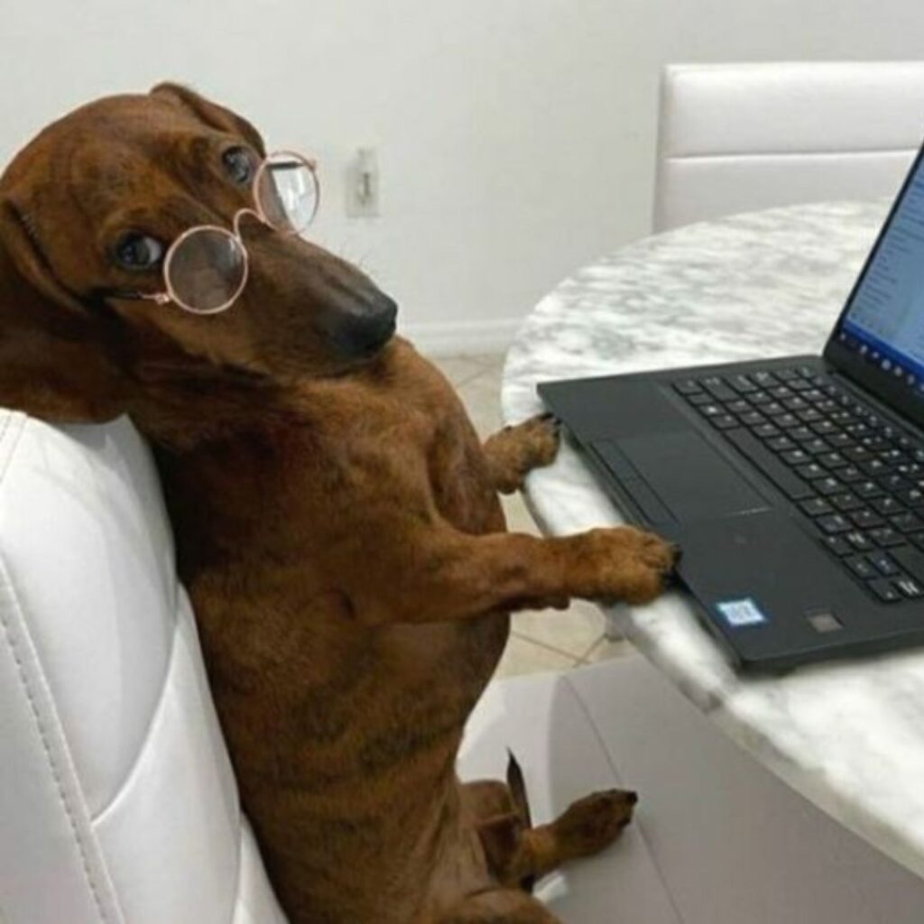 A dog with glasses sitting at a table with a laptop.