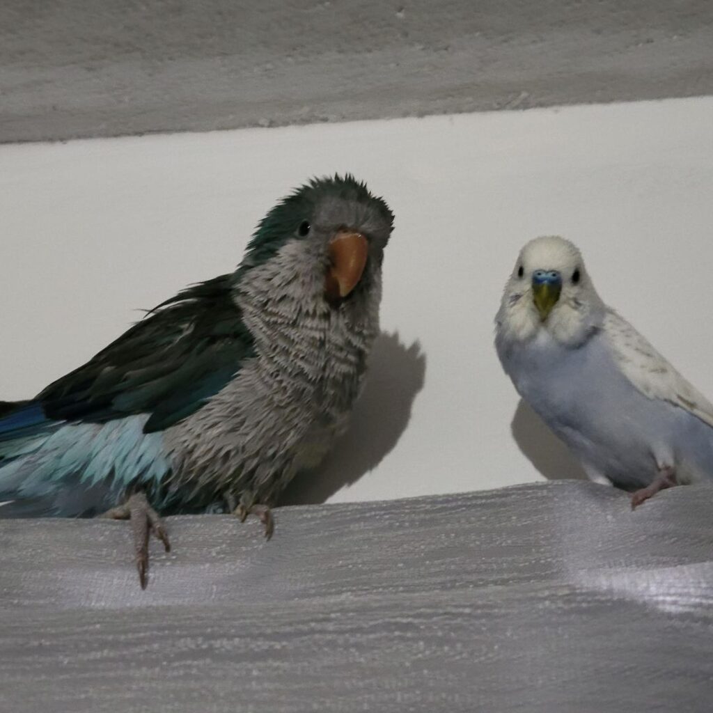 quaker and a budgie next to each other