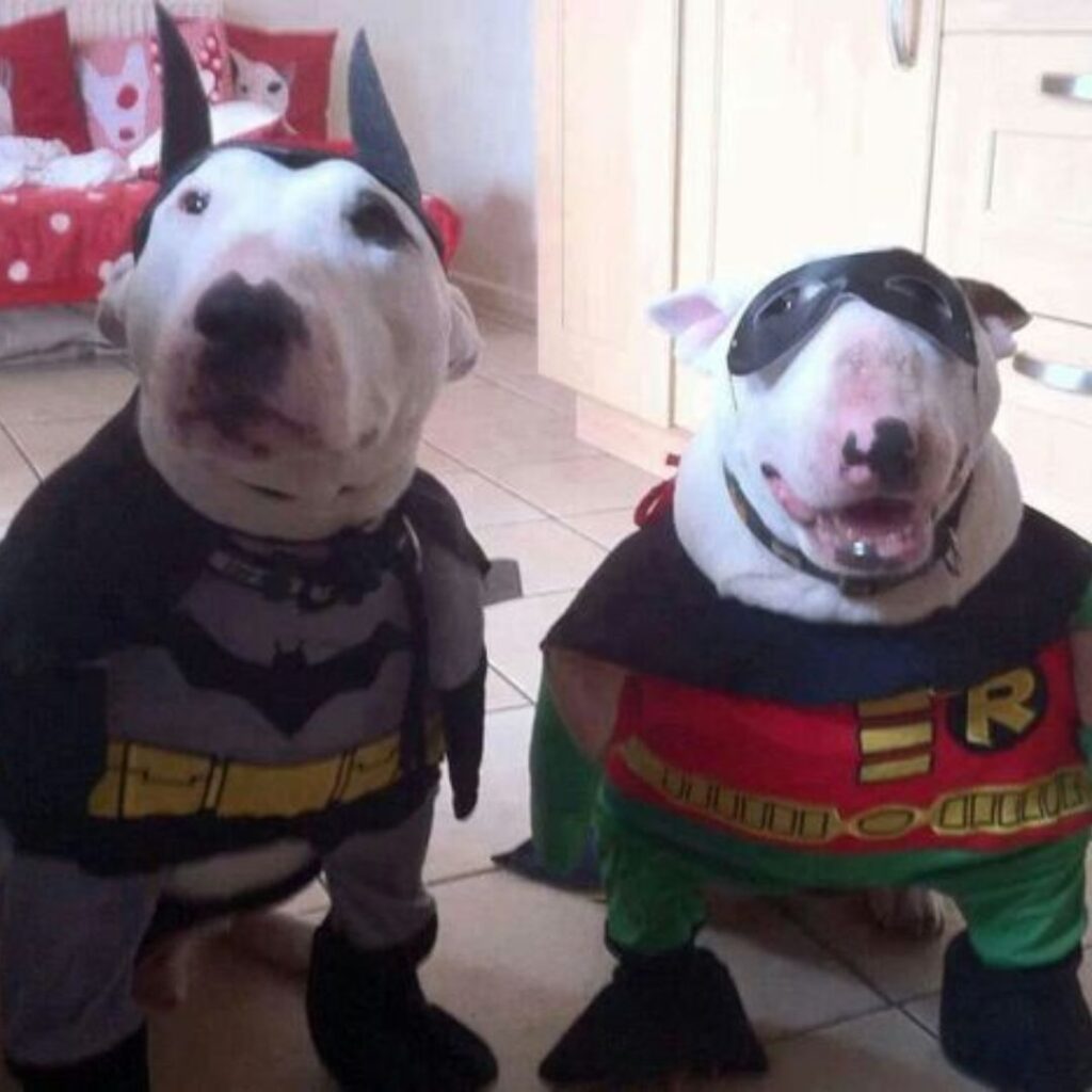 Two dogs in Batman and Robin costumes posing for a photo.