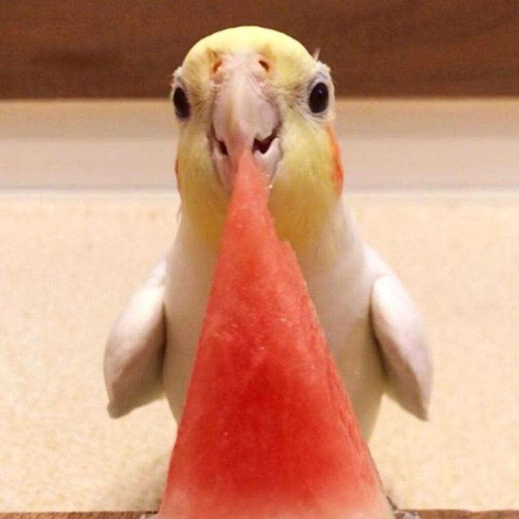 cockatiel eating a big slice of watemelon