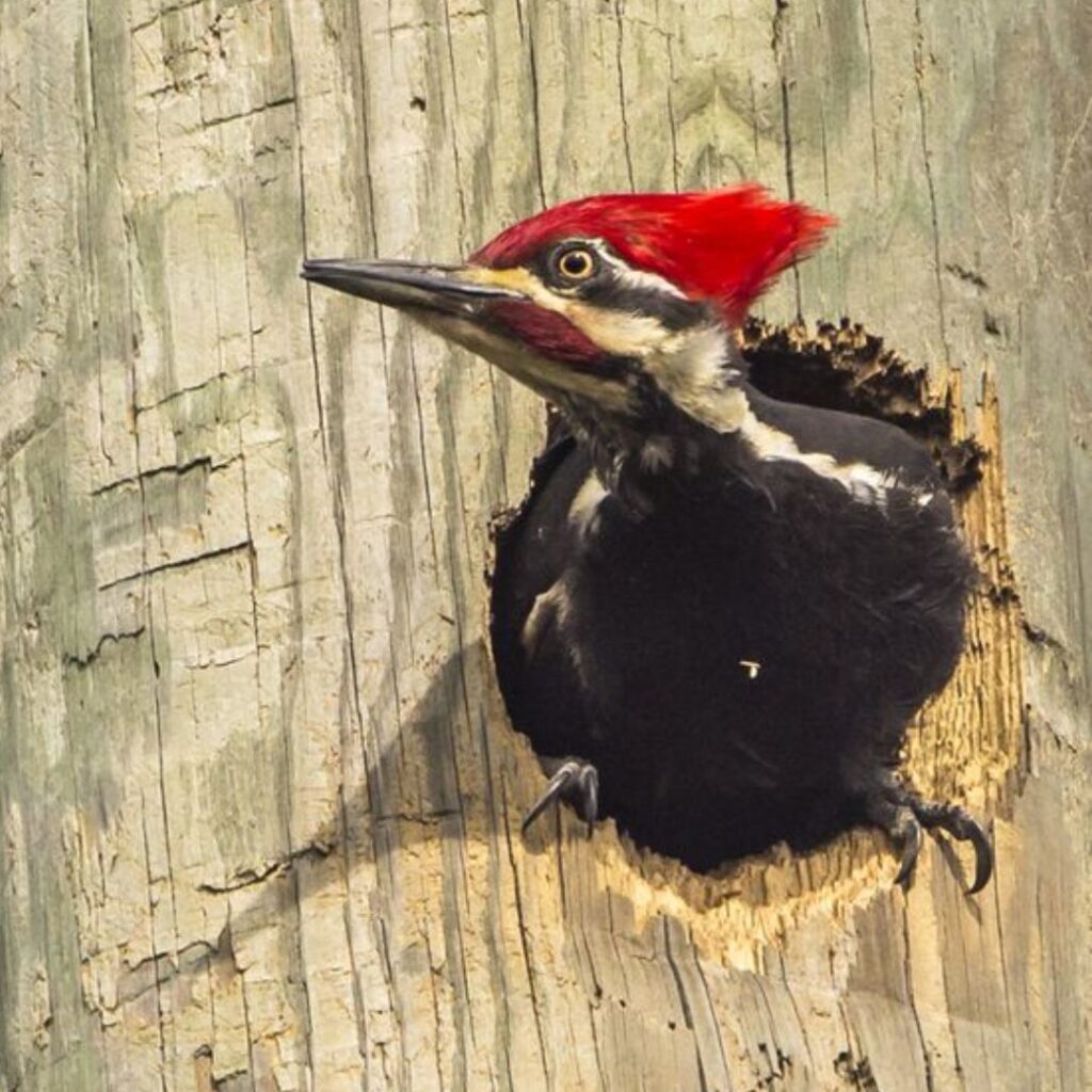 red-headed woodpecker coming out of nest