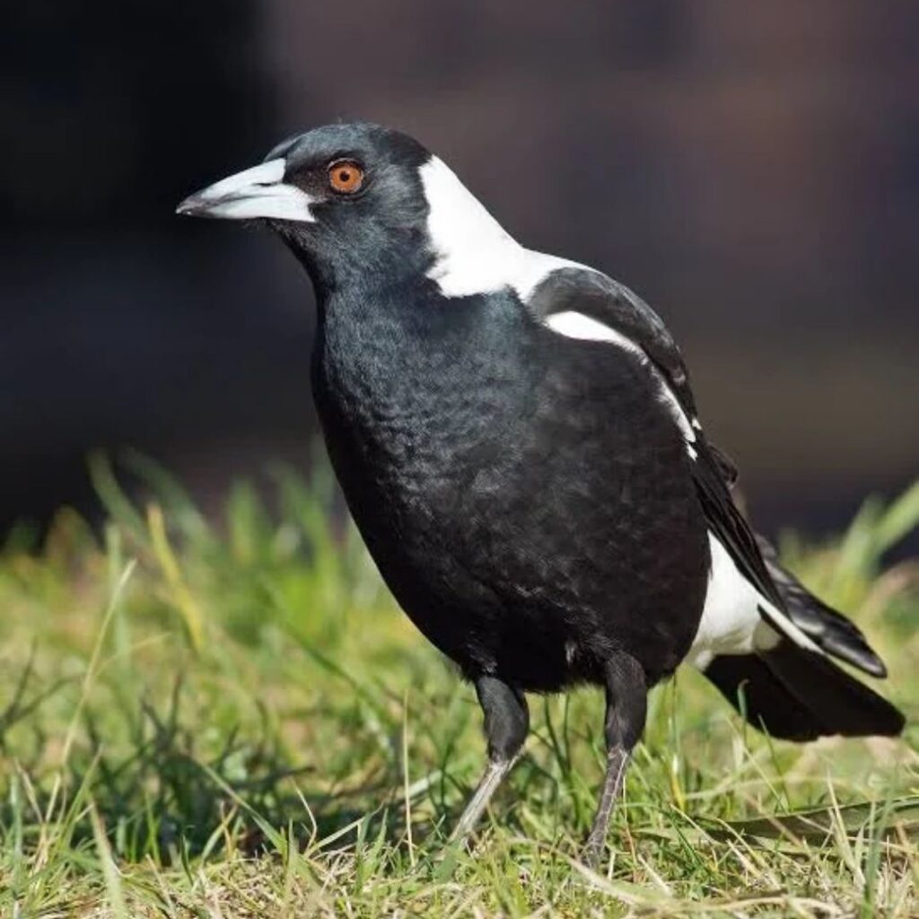 The Magpie with red eyes looking for food