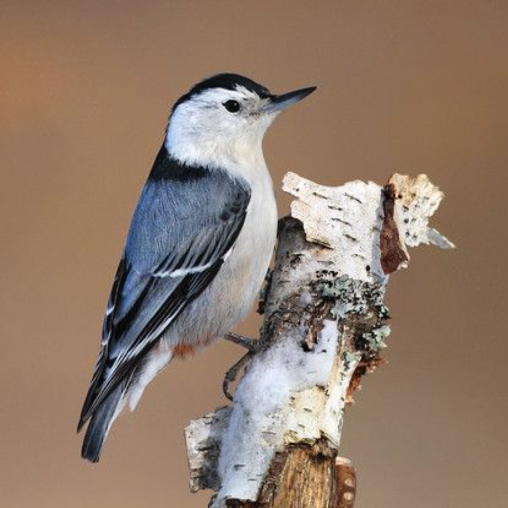 White-breasted Nuthatch looking for food