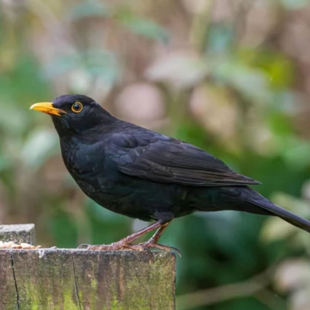 Common Blackbird sitting on a tree in woods