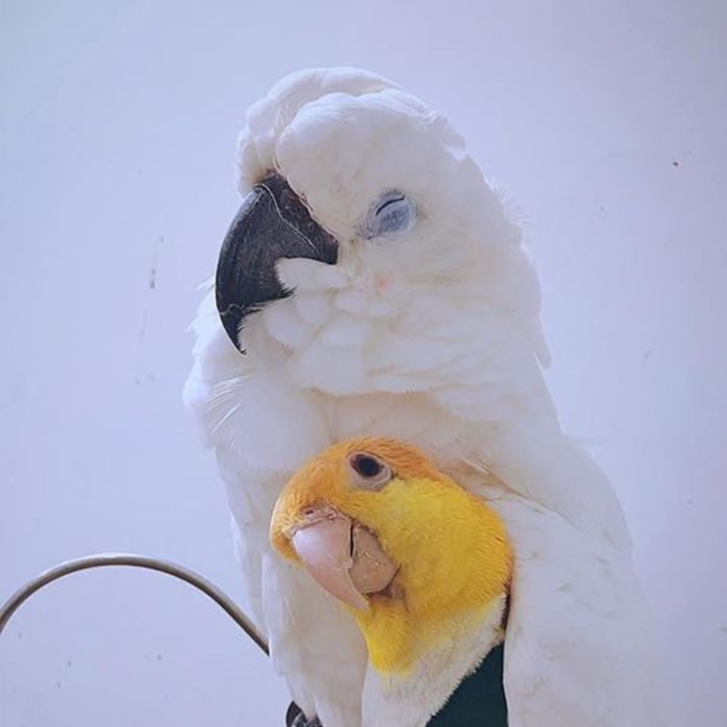 cackatoo and lovebird sleeping together