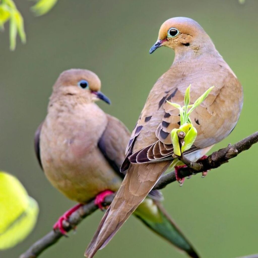 Mourning Dove couple resting on a tree branch