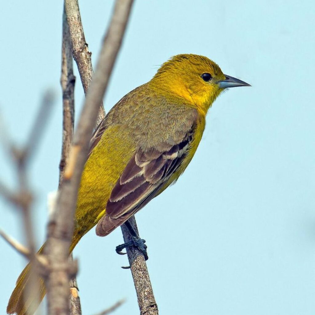 male Orchard Oriole looking for a prey