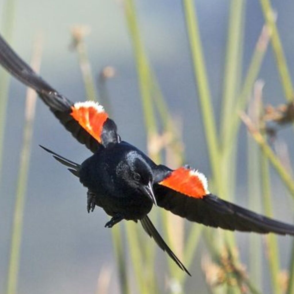 Tricolored Blackbird flying back home