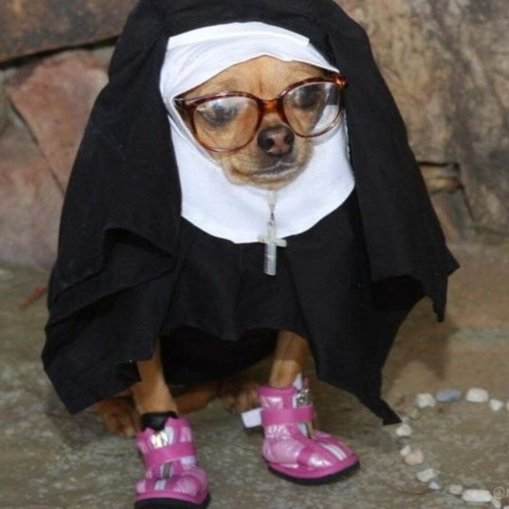 A cute little dog in a nun outfit, with a black habit and white veil, looking funny and endearing.